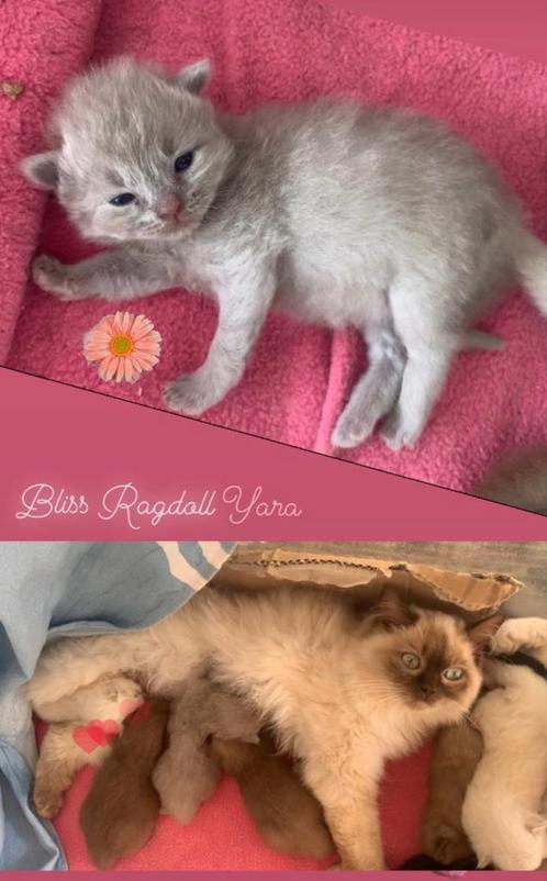 ✨Bliss Ragdoll ✨ kittens & Cherubims in bijzondere kleuren ️, Dieren en Toebehoren, Katten en Kittens | Raskatten | Langhaar, Meerdere dieren