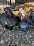 Duitse reus rammen!, Dieren en Toebehoren, Mannelijk, Groot