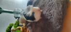 Cavia beertje te koop, Dieren en Toebehoren, Knaagdieren, Oktober, Mannelijk, Cavia