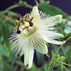 Passiflora caerulea 'Constance Elliott' - Biologische Zaden, Tuin en Terras, Ophalen of Verzenden, Voorjaar, Volle zon, Zaad