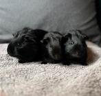 3 black beautys te koop, Augustus, Mannelijk, Cavia