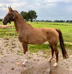 Tuigpaard, Dieren en Toebehoren, Paarden, Merrie, 7 tot 10 jaar, Tuigpaard, 165 tot 170 cm