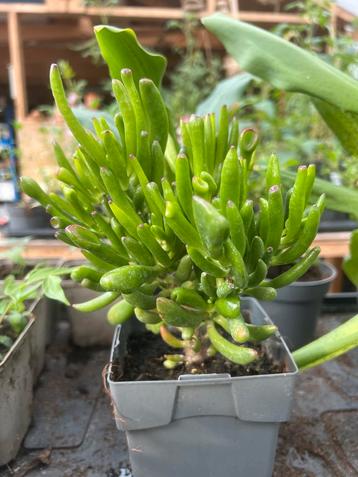 Diverse Kamerplanten beschikbaar voor biedingen