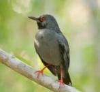 Roodpoot Lijster, Dieren en Toebehoren, Vogels | Overige Vogels, Meerdere dieren, Tropenvogel, Geringd