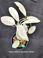 Laatste hoya wilbur graves silver nr 1, Overige soorten, In pot, Minder dan 100 cm, Bloeiende kamerplant