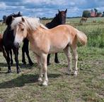 Stoere Haflinger hengst, Dieren en Toebehoren, Paarden, Minder dan 160 cm, Niet van toepassing, 0 tot 2 jaar, Hengst