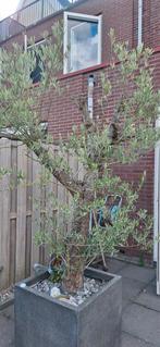 Olijfboom met grote vierkante pot, Tuin en Terras, Planten | Bomen, Ophalen, Volle zon, Olijfboom, 100 tot 250 cm