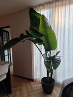 Strelitzia Nicolai (witte paradijsvogelbloem), Huis en Inrichting, Ophalen, Overige soorten, In pot