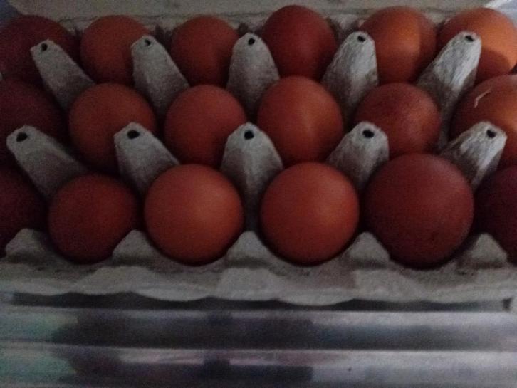 Broedeieren te koop van de marans kippen. 1eu  per stuk, Dieren en Toebehoren, Pluimvee, Kip, Geslacht onbekend