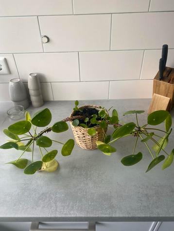 Pannenkoekplant in mandje beschikbaar voor biedingen
