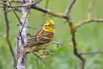 GEZOCHT GEELGORS MAN geelgorzen, overige vogels geelgors, Meerdere dieren, Tropenvogel