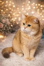 British Shorthair-dekkater met STAMBOOM, Dieren en Toebehoren, 3 tot 5 jaar