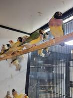 Gouldamadine | Passend advies | Tropische vogels, Meerdere dieren, Kleurkanarie