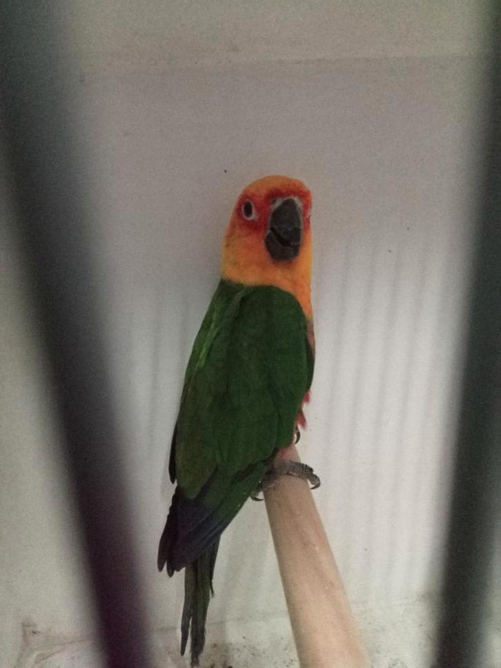 Mooi jendaya pop, Dieren en Toebehoren, Vogels | Parkieten en Papegaaien, Parkiet, Vrouwelijk