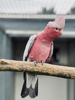 Prachtige koppels rose kaketoe s, Meerdere dieren, Papegaai, Geringd