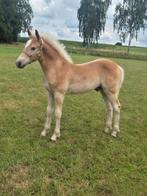 Haflinger / haflingers te koop, Dieren en Toebehoren, Meerdere dieren, 0 tot 2 jaar