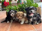 Havanezer pups 💖💖💖, Dieren en Toebehoren, Honden | Chihuahua's en Gezelschapshonden, Rabiës (hondsdolheid), 15 weken tot 1 jaar