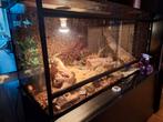 Compleet terrarium 100x50x50 met 2 luipaardgekko's en kastj, Dieren en Toebehoren, Reptielen en Amfibieën, Hagedis, Met terrarium