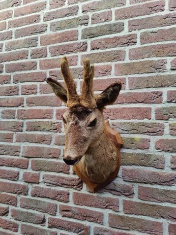 Prachtig opgezet herten kopje met een nieuw gewei beschikbaar voor biedingen