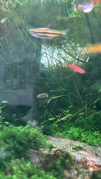 Dwerg Kogelvisjes, Dieren en Toebehoren, Vissen | Aquariumvissen, Slak of Weekdier