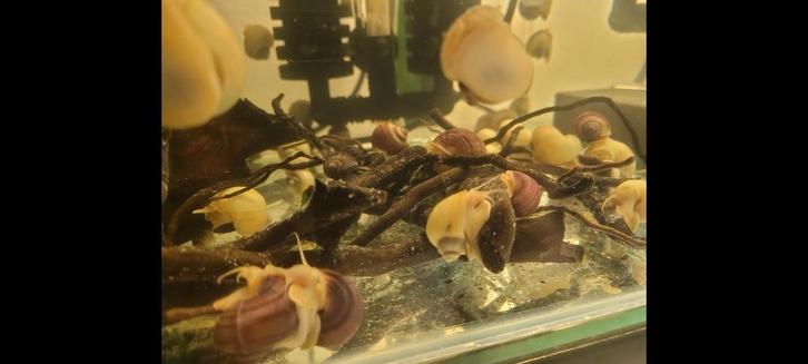 Appelslakken wit aanbieding, Dieren en Toebehoren, Vissen | Aquariumvissen, Zoetwatervis, Slak of Weekdier