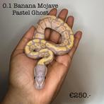 0.1 Banana Mojave Pastel Ghost NK25, Dieren en Toebehoren, Slang
