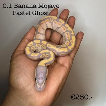0.1 Banana Mojave Pastel Ghost NK25 beschikbaar voor biedingen