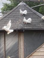 pauwstaartduiven, Dieren en Toebehoren, Meerdere dieren, Overige soorten