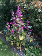 Gifvrije vaste planten 75 soorten, Tuin en Terras, Planten | Tuinplanten, Ophalen of Verzenden, Overige soorten, Volle zon