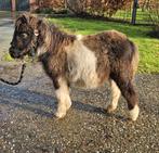 Shetlanders gezocht, Ophalen, Zo goed als nieuw