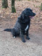 Nest aan kondiging.. boulab pups berner sennen pups., 8 tot 15 weken, Teef, Meerdere, Nederland