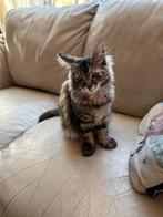 Mooie poes maine coon, Dieren en Toebehoren, Poes, Gechipt, 0 tot 2 jaar