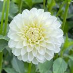 Dahlia knollen, Tuin en Terras, Bloembollen en Zaden, Knol, Ophalen