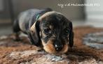 Standaard Ruwhaar teckel pups met stamboom FCI, Dieren en Toebehoren, Honden | Teckels en Dashonden, Standaard, CDV (hondenziekte)