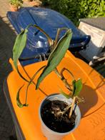 syngonium lance leave, Huis en Inrichting, Kamerplanten, Ophalen, Minder dan 100 cm