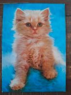 Dieren - Kat, Ophalen of Verzenden, Ongelopen, Hond of Kat
