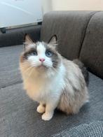 Prachtige ragdoll poes te koop, Dieren en Toebehoren, Katten en Kittens | Raskatten | Langhaar, Poes