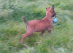 Mooie mechelse herder pup teefje, Dieren en Toebehoren, CDV (hondenziekte), 8 tot 15 weken, Teef, Meerdere