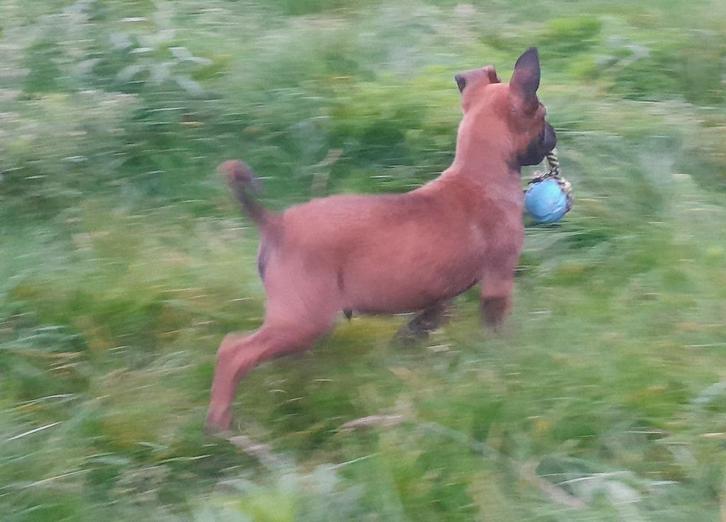 Mooie mechelse herder pup teefje, Dieren en Toebehoren, Honden | Herdershonden en Veedrijvers, Teef, Herder, Particulier, Meerdere