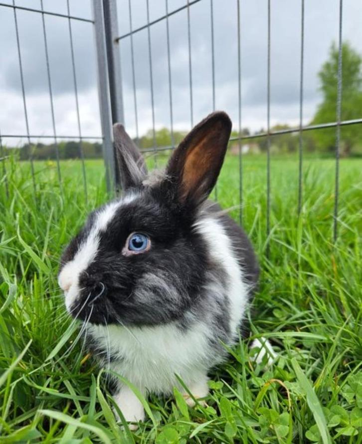 Spiderman zoekt een huisje! ( gecastreerd en gevaccineerd), Dieren en Toebehoren, Konijnen, Klein, Mannelijk, 0 tot 2 jaar