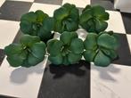 PTMD kunstplantjes nieuw, Huis en Inrichting, Woonaccessoires | Kunstplanten en Kunstbloemen, Ophalen of Verzenden, Zo goed als nieuw