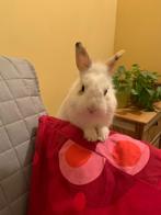 Gratis Konijn, Mannelijk, Dwerg, 3 tot 5 jaar
