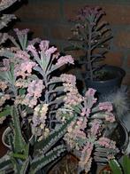 kalanchoe pink butterfly stekjes, Ophalen of Verzenden, Zomer, Volle zon