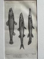 O U D 1812 - vissen gravure - plate 56, Ophalen of Verzenden