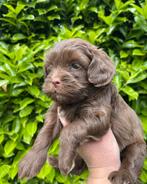 Boomer, Boompoo pups, boomer x toy poedel, Nederland, Overige rassen, CDV (hondenziekte), 8 tot 15 weken