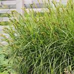 Stevig siergras - Palm zegge - zon/schaduw vochtig, Vaste plant, Siergrassen, Ophalen of Verzenden, Halfschaduw