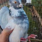 Hoogvliegers, Dieren en Toebehoren, Vrouwelijk, Tuimelaar of Roller