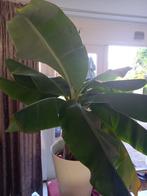 Bananen boom in pot te koop, Ophalen, In pot, Overige soorten