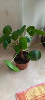 Pannenkoekplant, Huis en Inrichting, Kamerplanten, Ophalen, Overige soorten, Halfschaduw, In pot