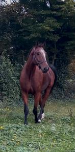 Brave 5-jarige top spring gefokte ruin, Springpaard, Gechipt, Ruin, Zadelmak